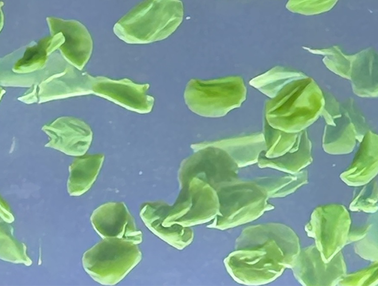 其他生物基原料