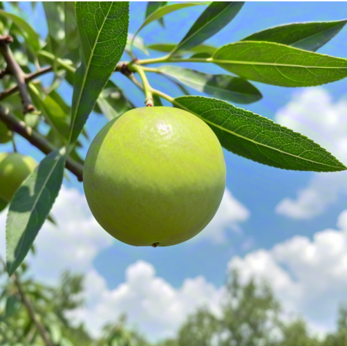 Fermented Shea Butter