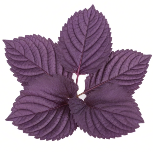 Fermented Perilla Seed oil